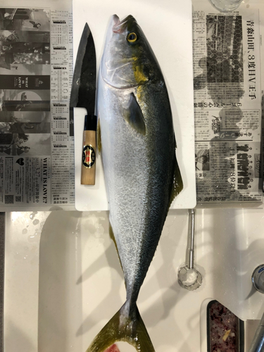 ハマチの釣果