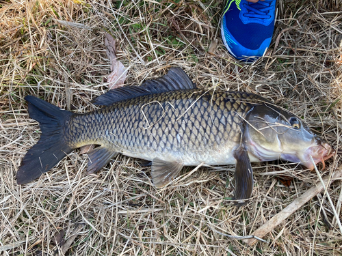 コイの釣果