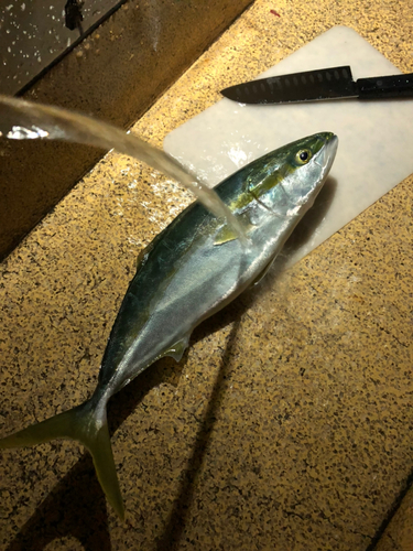 ハマチの釣果