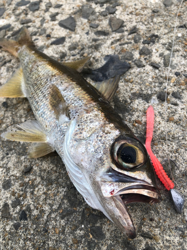 クロムツの釣果