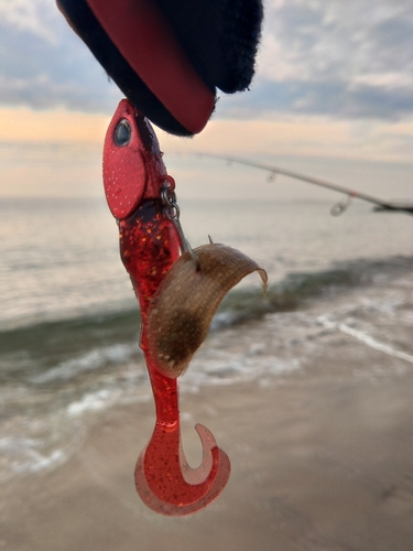 シタビラメの釣果