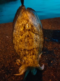 コウイカの釣果