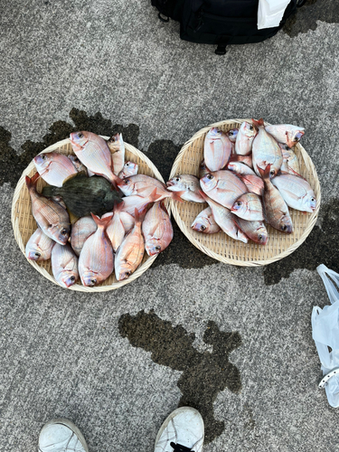 コダイの釣果