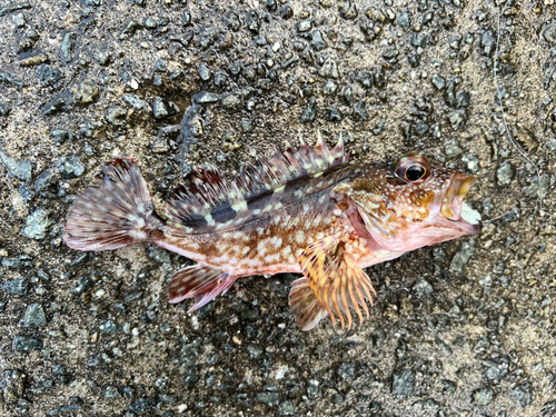 カサゴの釣果