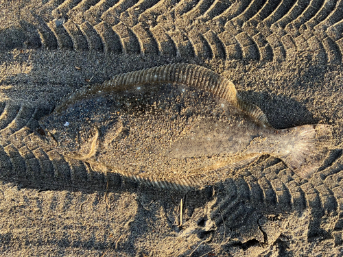 ヒラメの釣果