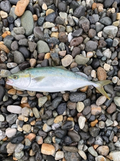 イナダの釣果