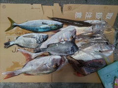 マダイの釣果