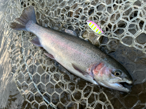 ニジマスの釣果