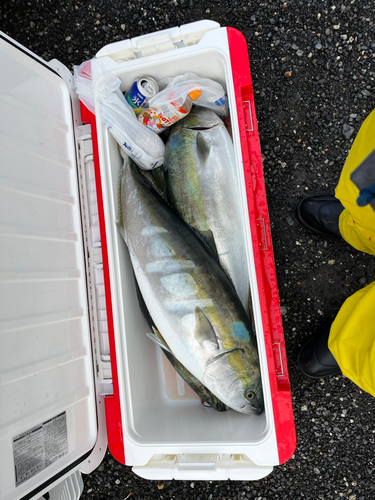 ブリの釣果