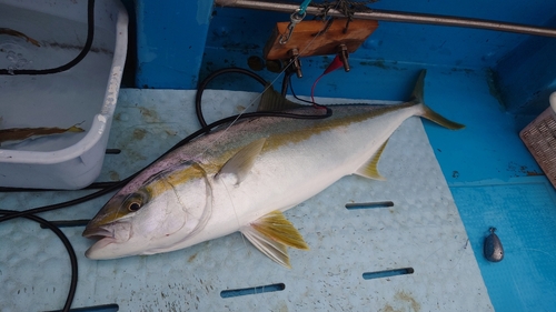 ヒラマサの釣果