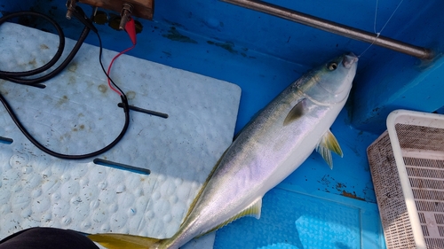 ヤズの釣果