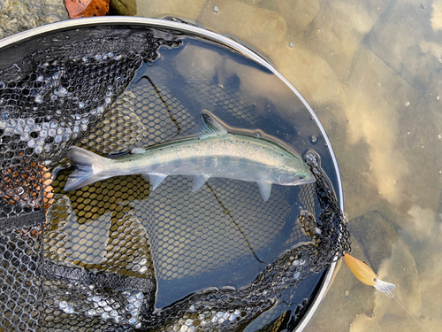 ニジマスの釣果