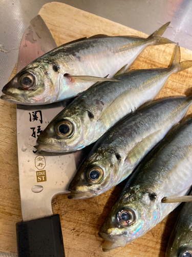 マアジの釣果