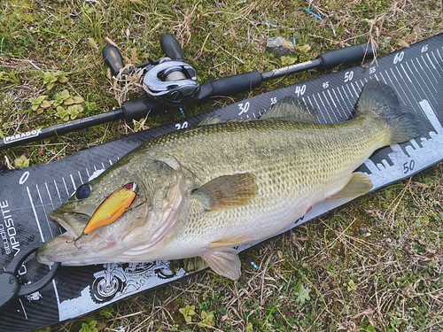 ブラックバスの釣果