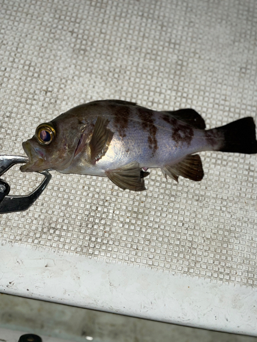 メバルの釣果