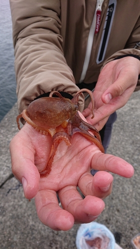 タコの釣果