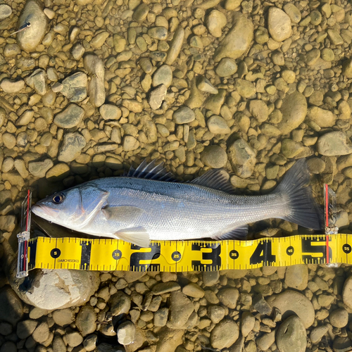 フッコ（マルスズキ）の釣果