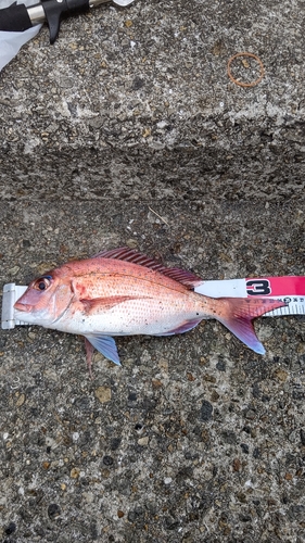 マダイの釣果