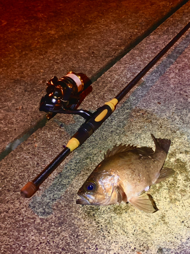 シロメバルの釣果