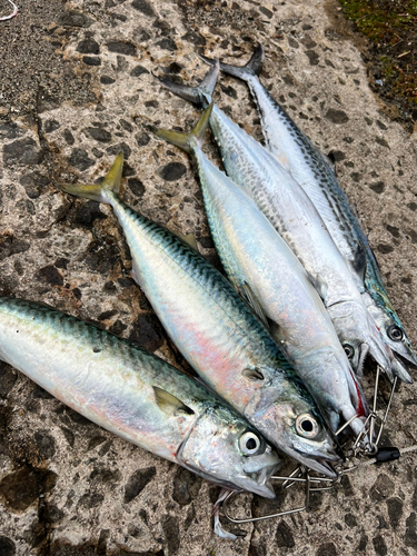 サバの釣果