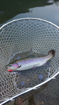 スチールヘッドの釣果