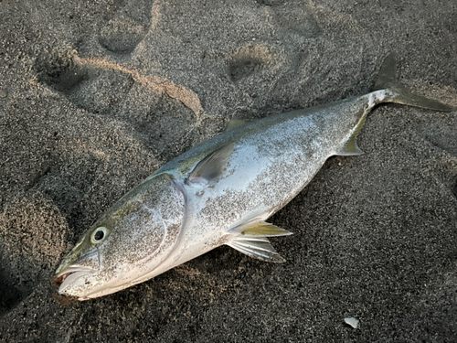 ワラサの釣果