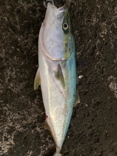 ハマチの釣果