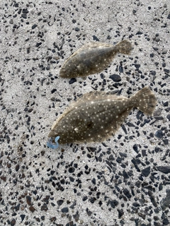 カレイの釣果