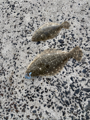 カレイの釣果