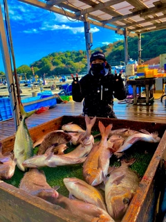 マダイの釣果