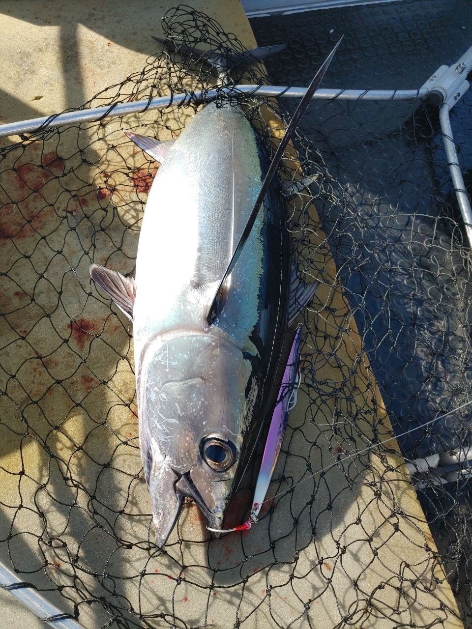 三重県ジギング船　絆さんの釣果 3枚目の画像