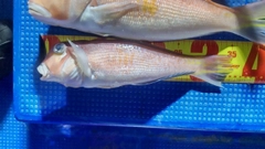 アマダイの釣果