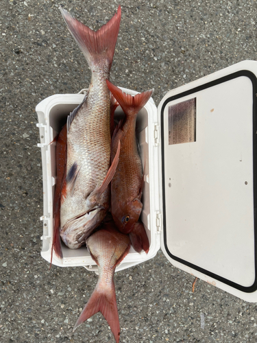 マダイの釣果