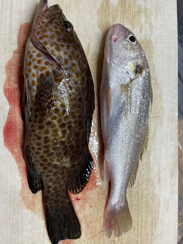 オオモンハタの釣果