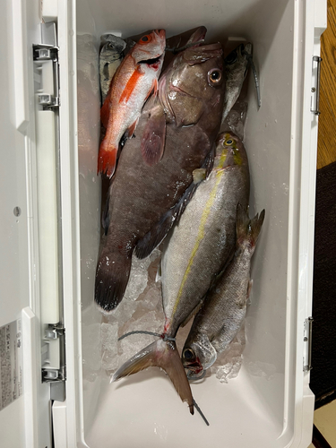 マハタの釣果