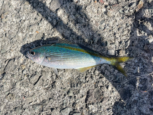 タカベの釣果