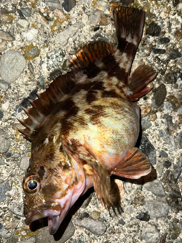 カサゴの釣果