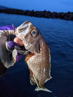 マゾイの釣果