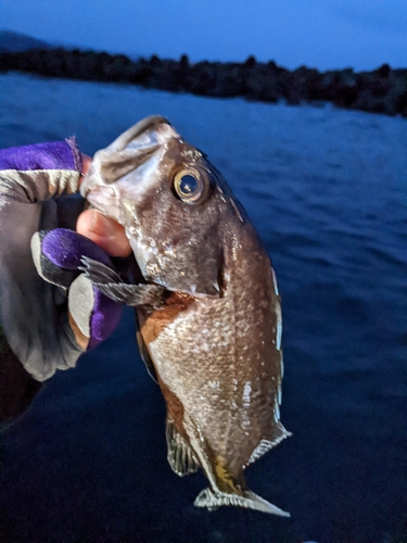 マゾイの釣果