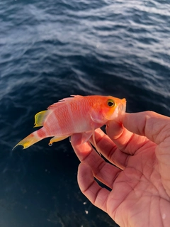 アズマハナダイの釣果