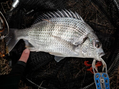 キビレの釣果