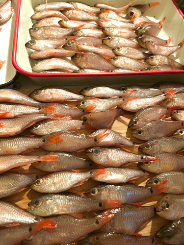 クロホシイシモチの釣果