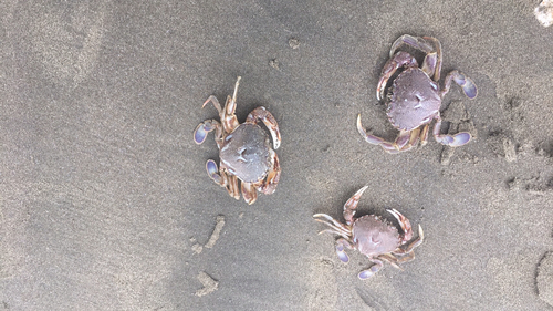 ヒラツメガニの釣果