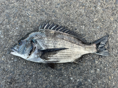 チヌの釣果