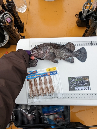 マゾイの釣果