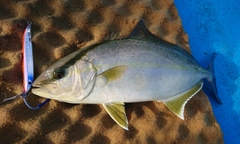 カンパチの釣果