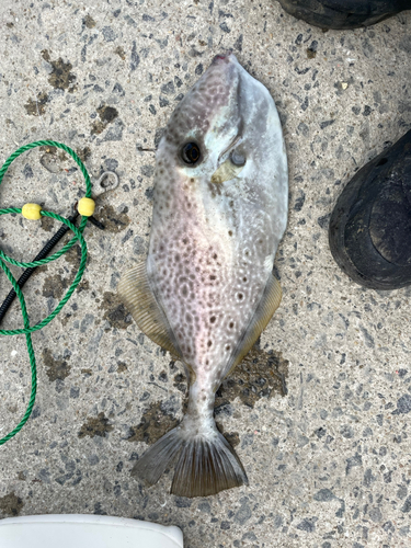 ウスバハギの釣果