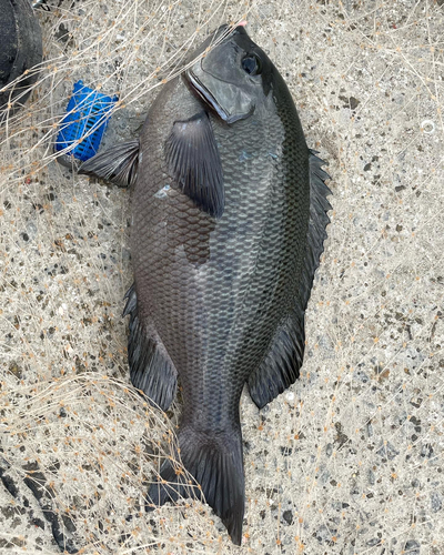 メジナの釣果