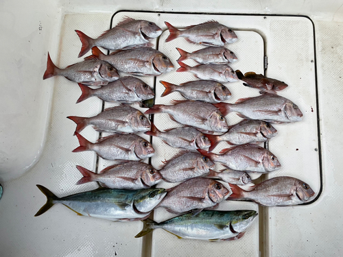 マダイの釣果