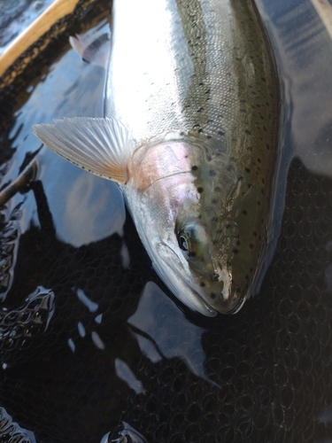 ニジマスの釣果